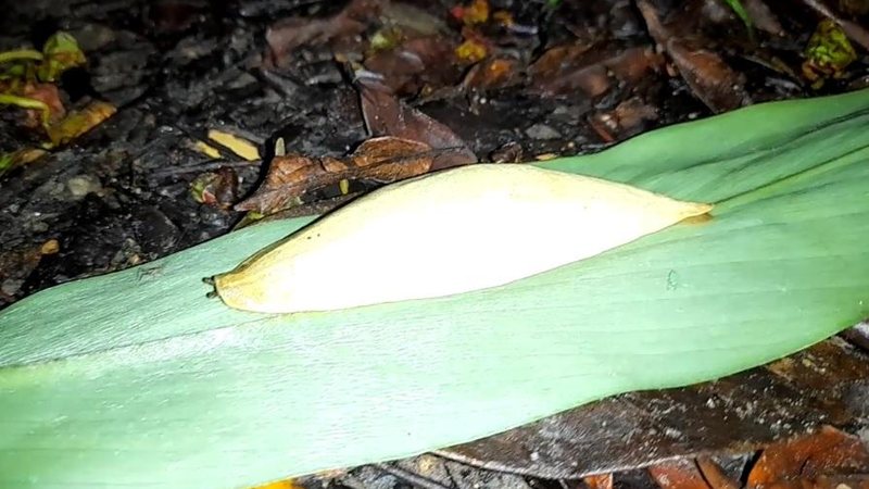Lesma-banana é um dos muitos exemplares da rica fauna da Estação Ecológica da Juréia-Itatins Lesma-banana é avistada em Peruíbe | VÍDEO Lesma-banana, uma lesma de cor amarela, sobre uma folha - Reprodução/Facebook Estação Ecológica da Juréia-Itatins