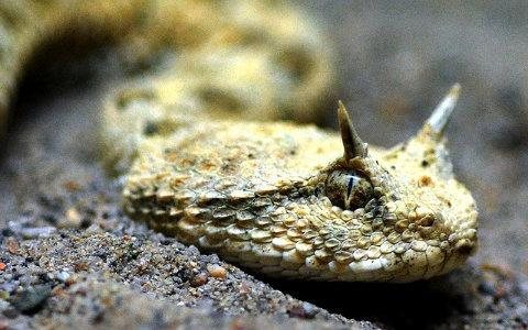 Um vídeo chocou a web recentemente, onde registra o nascimento de uma cobra com chifres. O caso viralizou na internet, levantando duvidas sobre o animal. Um vídeo chocou a web recentemente, onde registra o nascimento de uma cobra com chifres. O caso virali - Reprodução/web