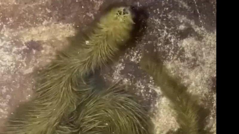 Animal teria ficado coberto por musgos, pois, permaneceu muito tempo dentro da água Cobra “peluda” é encontrada dentro de copo com água | VÍDEO Cobra coberta com musgo - Reprodução