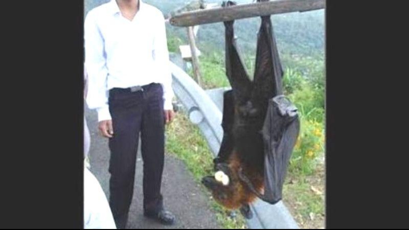 Comparação do tamanho de uma raposa voadora com o de ser humano Vídeos de tartarugas tomando banho vão deixar o seu dia mais leve Homem ao lado de uma raposa voadora - Reprodução/Imgur