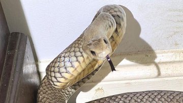 Serpente era da espécie cobra marrom oriental, considerada extremamente venenosa Cobra marrom é encontrada dentro de gaveta de escritório Cobra marrom oriental - Brisbane North Snake Catchers and Relocation