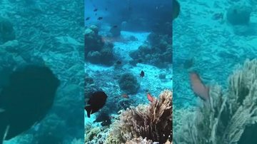 Mesmo após mais de 50 anos do lançamento de “Imagine”, a paz continua sendo apenas um sonho Belíssimo vídeo do fundo do mar traz apelo pela paz Fundo do mar com peixes e recifes de coral - Reprodução/Instagram
