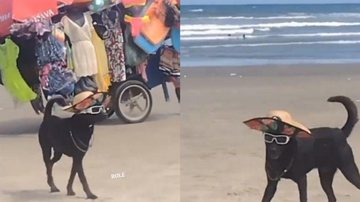 Pet praieiro e cheio de estilo, foi filmado e teve as imagens compartilhadas nas redes sociais Cachorro caiçara e estiloso é atração na praia | VÍDEO Cachorro na areia da praia, usando chapéu de palha, óculos de sol e correntes de prata - Reprodução