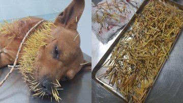 Cão ficou cheio de espinhos no focinho, pescoço, céu da boca, língua e em outras partes do corpo Cachorro briga com ouriço e fica com centenas de espinhos presos no focinho e dentro da boca Focinho do cachorro cheio de espinhos - Reprodução Facebook