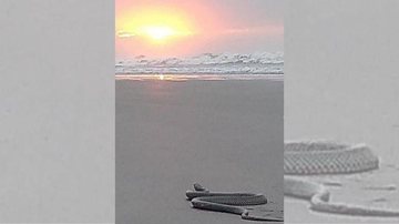 A cobrinha curtia o nascer do sol pouco antes de quase ser linchada Cobra resolve curtir nascer do sol na praia em PG e quase é linchada Cobra na areia em Praia Grande, com nascer do sol ao fundo - Reprodução/Arquivo Pessoal