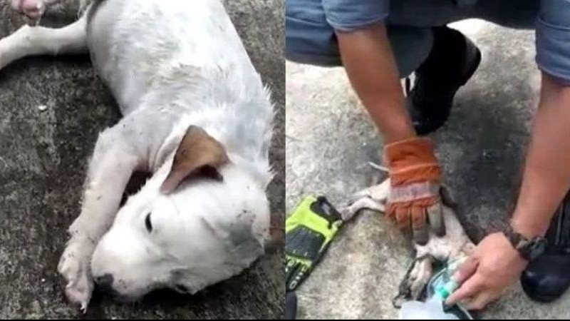 Bombeiros fizeram compressão torácica para reanimais os cachorrinhos, e o batimento cardíaco e a respiração dos filhotes foram recuperados Filhotes de cachorro têm parada cardiorrespiratória e são salvos por bombeiros | VÍDEO Bombeiro resgatando o filhote - Reprodução