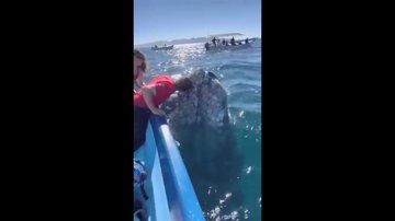 Animal emergiu ao lado de embarcação CAPA - Turistas conseguem beijar baleia no mar México e cena viraliza na web: assista Turista beijando baleia em alto mar - Imagem: Reprodução