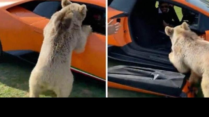 Urso arranca porta de carro de luxo - Reprodução/Web