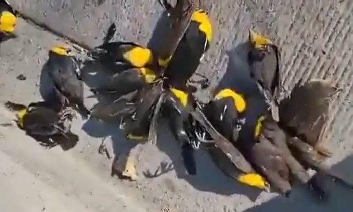 Ainda não há uma explicação para a morte das aves Assustador! Vídeo mostra centenas de pássaros caindo mortos do céu no México Aves mortas nas calçadas de cidade mexicana - Reprodução/Redes Sociais