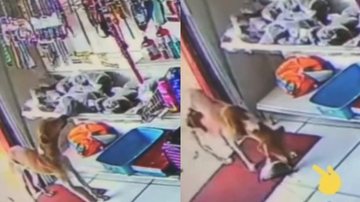 Cães elaboram crime para roubar ração em Pet Shop e dão show de fofura - Instagram @Alenimal
