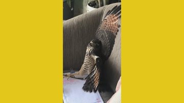 Gavião na casa, pouco antes de voar em liberdade Ave assustadora invade quarto no RJ, moradora pensa que era pombo, mas era gavião selvagem; assista Gavião com asas abertas sobre sofá - Imagem: Reprodução / Paloma Viana@TikTok