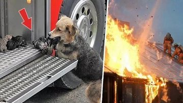 Cadela salva filhotes de incêndio - Reprodução