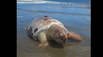 Tartaruga pesava mais de 80 kg Peruíbe - Tartaruga cabeçuda - Tartaruga ameaçada de quase um metro e 81 kg é encontrada morta Peruíbe Tartaruga morta em praia - Imagem: Reprodução / Maria Ãngela