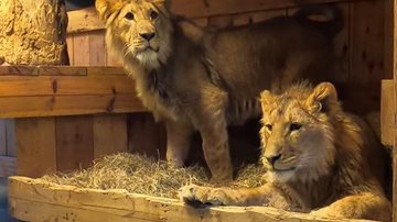 Leões estavam em um santuário de animais na Ucrânia e atualmente estão na Bélgica Leões gêmeos Leões em abrigo - Divulgação