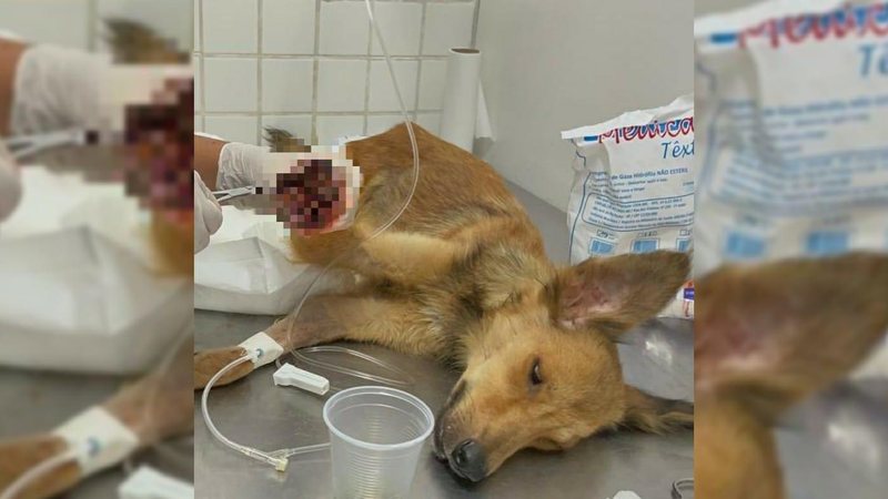 Cãozinho é salvo graças ao pedido de ajuda de uma criança - ONG Viva Bicho Santos