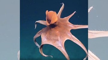 A "dança" do animal acontece a uma profundidade que pode chegar aos 2.000 metros Polvo das profundezas encanta com seu balé aquático | VÍDEO Polvo parece bailar nas águas profundas do Oceano Pacífico - Reprodução/Nautilus Live