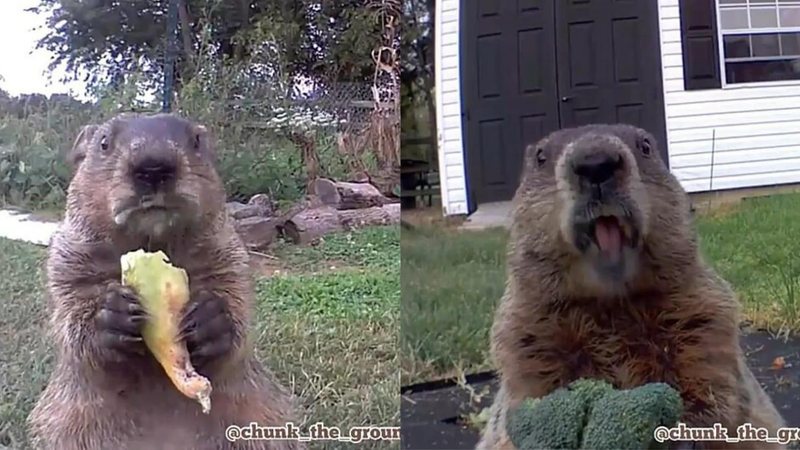 A marmota recebeu o nome de Chunk, e virou o queridinho da família, que sempre acompanha as gravações do animal se alimentando - Reprodução/Chunk The Groundhog