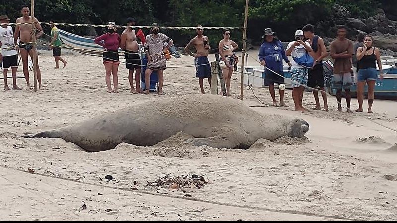 Fota do período reprodutivo esta espécie costuma viver solitária e navegando em mar aberto, descansando em terra durante o período de troca de pele e pelos Famoso elefante-marinho já está na praia de Trindade, no Rio de Janeiro Elefante-marinho deitado na  - Reprodução
