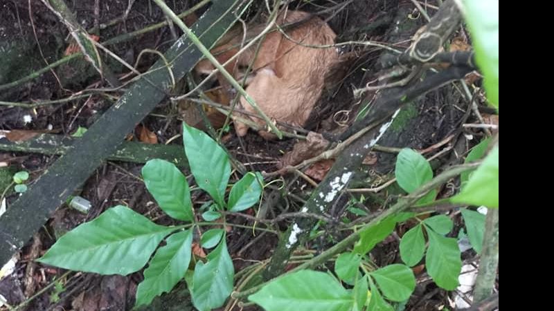 Cachorro é abandonado em matagal no Guarujá (SP) - Reprodução