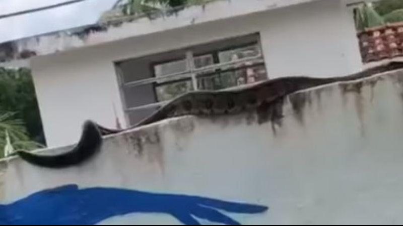 Admirados, os moradores fizeram vídeos e compartilham nas redes sociais Sucuri é vista "andando" em cima do muro de um cemitério Cobra em cima do muro - Reprodução