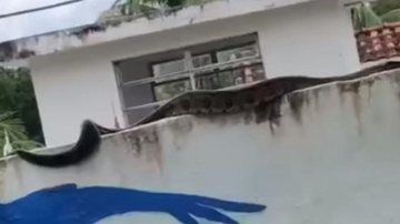 Admirados, os moradores fizeram vídeos e compartilham nas redes sociais Sucuri é vista "andando" em cima do muro de um cemitério Cobra em cima do muro - Reprodução