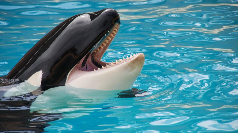 Orcas não são nem baleias, nem assassinas UFC nos mares: orca dá “rabada” em arraia | VÍDEO Orca com a boca aberta - Imagem ilustrativa/Pixabay