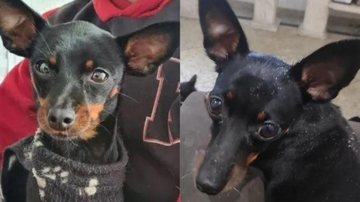 Chamada de Tsuki, a cadela da raça pinscher tem o pelo preto e as patas marrons Casal oferece R$ 500 para quem encontrar cadela perdida Cachorrinha olhando para a foto - Reprodução