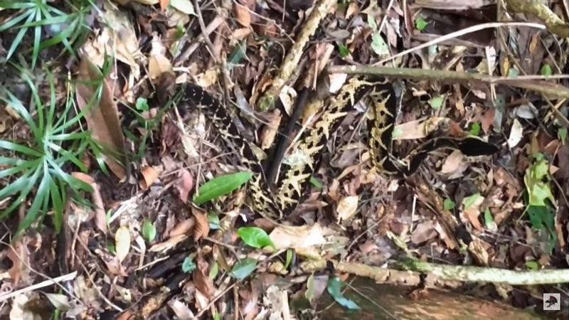 Serpente em alerta durante trilha do médico Cobra camuflada em trilha - Imagem: Reprodução / Ronaldo Maselli de Pinheiro Gouvêa / Henrique Abrahão Charles "Biólogo das Cobras @Youtube"