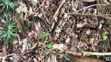 Serpente em alerta durante trilha do médico Cobra camuflada em trilha - Imagem: Reprodução / Ronaldo Maselli de Pinheiro Gouvêa / Henrique Abrahão Charles "Biólogo das Cobras @Youtube"