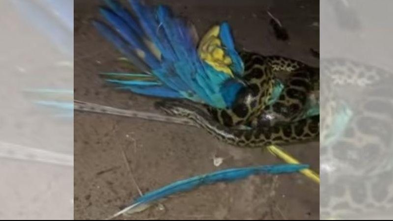 Araras dormem em palmeiras próximas a sede da fazenda onde a serpente capturou a ave Impressionante: vídeo mostra sucuri devorando uma arara-canindé Arara enrolada entre a cobra - Reprodução