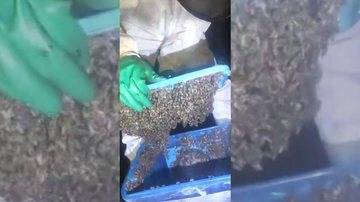Abelhas foram soltas no Morro do Icanhema Colméia é retirada de escola em Guarujá | VÍDEO Homem com paramento especial para lidar com abelhas abre caixa contendo enxame de abelhas - Reprodução/Grupamento de Defesa Ambiental do Guarujá
