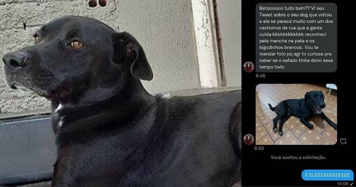 Cachorro volta para casa após 10 meses com outra família - Reprodução/web