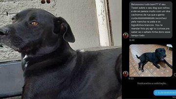 Cachorro volta para casa após 10 meses com outra família - Reprodução/web