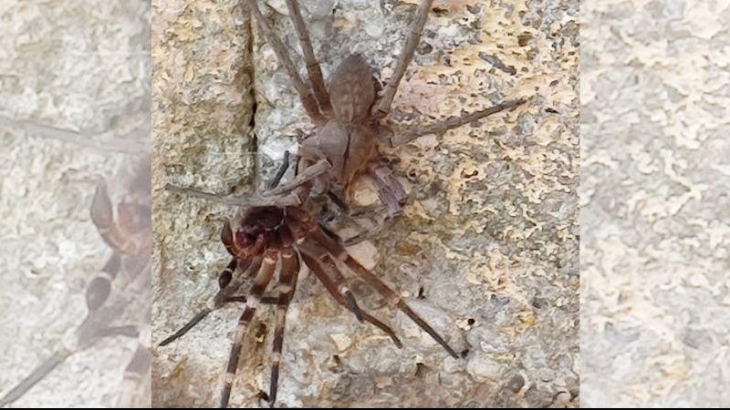 Na foto compartilhada pela munícipe, aparecem duas aranhas e segundo descrito, uma está comendo a outra Aranhas invadem casa e moradora fica desesperada Aranha comendo outra - Reprodução