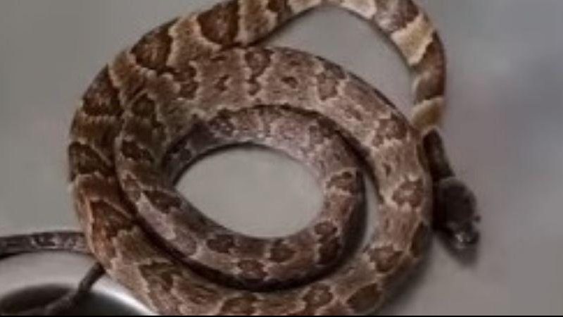Cobras dormideiras não são venenosas, mas por serem parecidas com as jararacas, elas metem muito medo Moradores se assustam e encontram cobra dormindo dentro da pia Cobra dentro da pia da cozinha - Reprodução