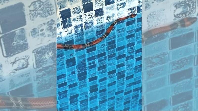 Cobra foi retirada da piscina e levada para um centro de triagem de animais silvestres em Presidente Prudente Cobra resolve “curtir” uma piscina no interior de SP Cobra falsa-coral em piscina - Reprodução/Polícia Militar Ambiental