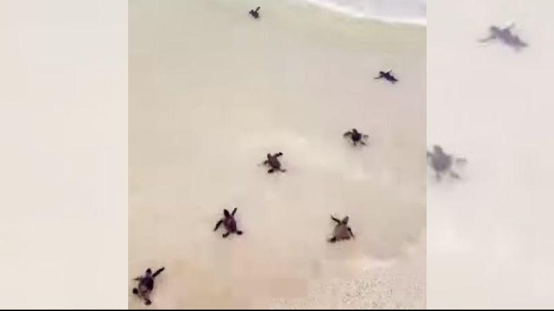 Para chegar ao mar, os filhotes se orientam pela luminosidade do horizonte Para começar o final de semana em paz: vídeo de bebês tartarugas encantam a internet Filhotes de tartaruga chegando no mar - Reprodução
