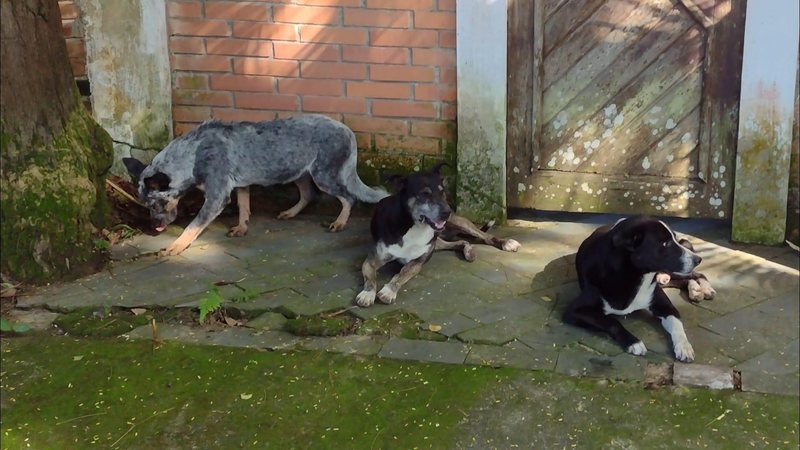 Os cachorros são de raça, um deles é da raça australiana Blue Heeler, conhecido no Brasil como Boiadeiro Cães de raça são abandonados na rua após morte do tutor Cães deitados no chão - Reprodução Facebook