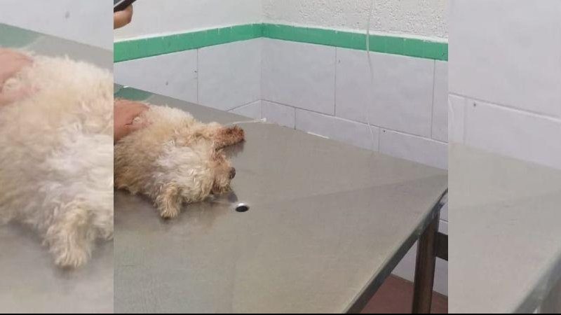 Cachorro tem 14 anos e foi atropelado em rua de Guarujá, enquanto fazia suas necessidades fisiológicas Cachorro no veterinário Cachorro deitado em uma maca - Arquivo Pessoal