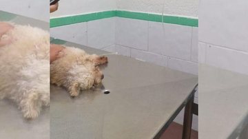 Cachorro tem 14 anos e foi atropelado em rua de Guarujá, enquanto fazia suas necessidades fisiológicas Cachorro no veterinário Cachorro deitado em uma maca - Arquivo Pessoal