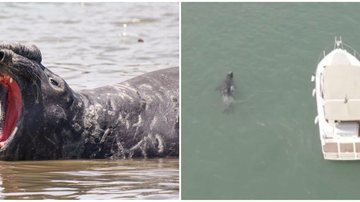 Elefante-marinho visto no litoral de SP seguiu viagem e já está em Paraty no R Elefante Marinho - Divulgação
