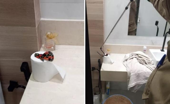 Já pensou dar de cara com uma dessas de madrugada no banheiro? Morador encontra serpente venenosa em cima do rolo de papel higiênico Cobra coral em cima de rolo de papel higiênico em banheiro - Divulgação/CBMGO