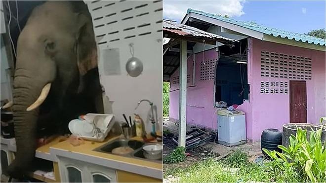 Elefante derruba parede para roubar arroz - Reprodução/web