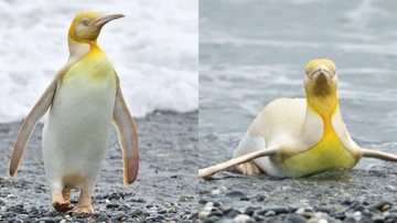 Pinguim não é albino, pois, não perdeu toda a pigmentação do corpo, então o tom amarelado pode significar que ele é leucístico Pinguim raríssimo chama a atenção na internet Pinguim amarelo na neve - Reprodução