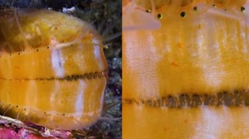 Esponja Incrustante, encontrada apenas em vieiras, é móvel e afasta os predadores das vieiras Estranha esponja marinha com dezenas de olhos causa curiosidade na internet Esponja amarela com vários olhos - Reprodução