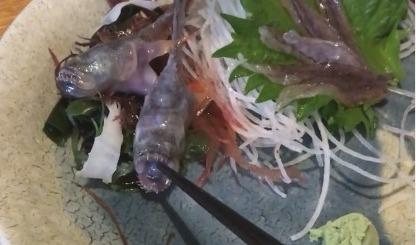 O Warasubo pode ser encontrado no Mar de Ariake, no Japão - Instagram: @takahiro4601
