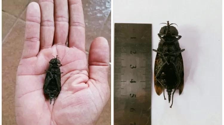 Mosca-da-madeira é considerada uma das maiores moscas do mundo “Supermosca” é encontrada em Peruíbe Mão segura mosca-da-madeira e mosca ao lado de régua apontado que ela tem 5 cm - Reprodução/Arquivo Pessoal