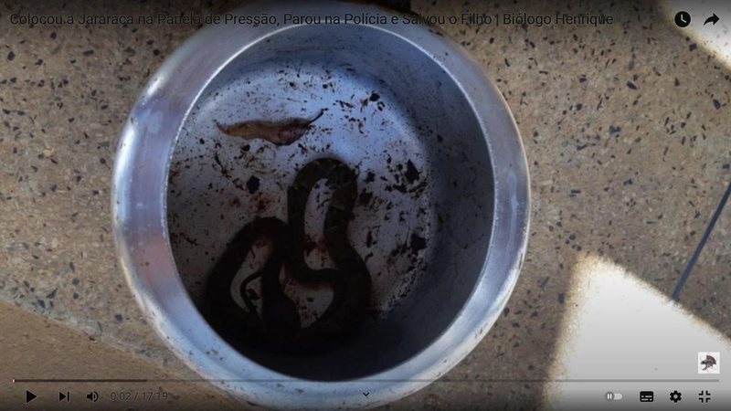 Jararaca, de cerca de 60 centímetros, foi transportada em panela de pressão pelo músico Ricardo Ambrósio, após animal picar seu filho durante churrasco em chácara de Goiás Músico transporta jararaca viva em panela de pressão durante resgate do filho picado - Imagem: Reprodução / Biólogo Henrique o Biólogo das Cobras/Youtube/ Ricardo Ambrósio