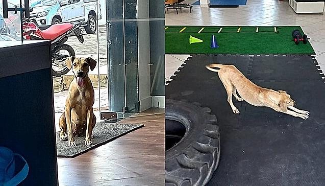 Cadela passou a viver no quintal da clínica e ser mascote do local Vira-lata caramelo Vira-lata camarelo se espreguiçando - Reprodução/Redes Sociais