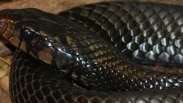 Espécie é considerada uma das maiores cobras nativas dos Estados Unidos e estava extinta desde 1950 Extinta há mais de 70 anos, cobra índigo oriental é vista na natureza Cobra enrolada - Ltshears / Wikimedia Commons